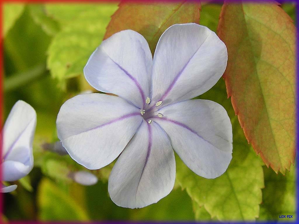 Flowers Ive met