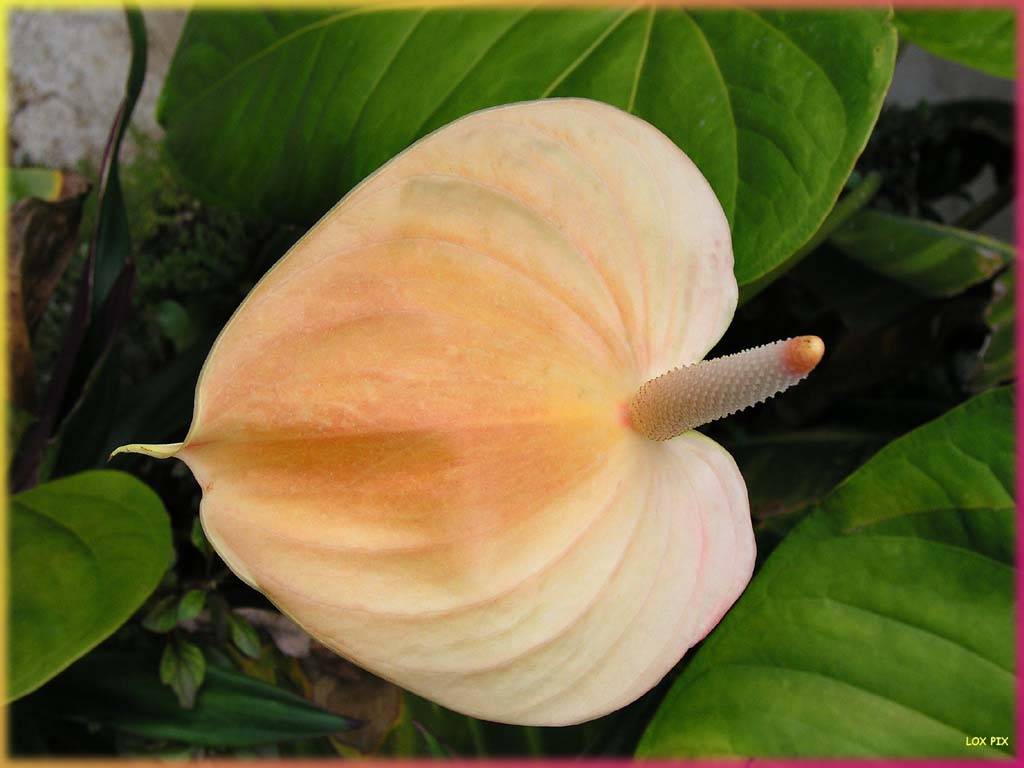 Flowers Ive met