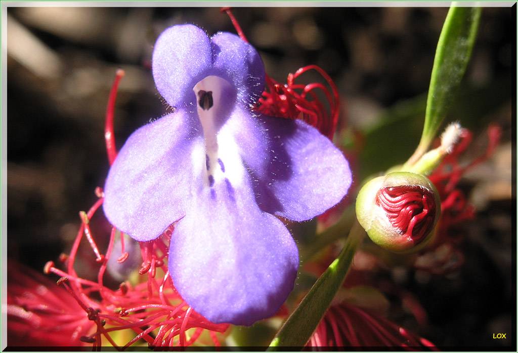 Flowers Ive met