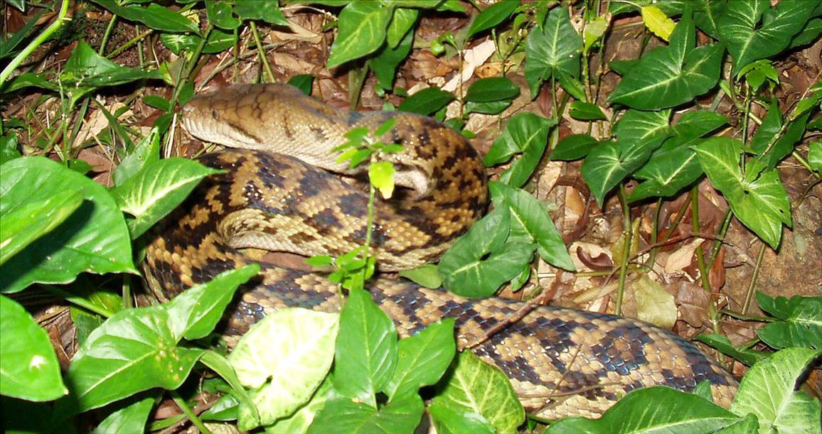 Bobs Snake