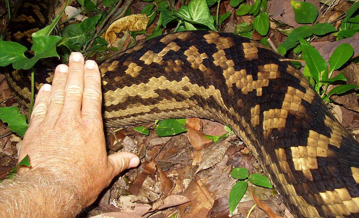 Bobs Snake