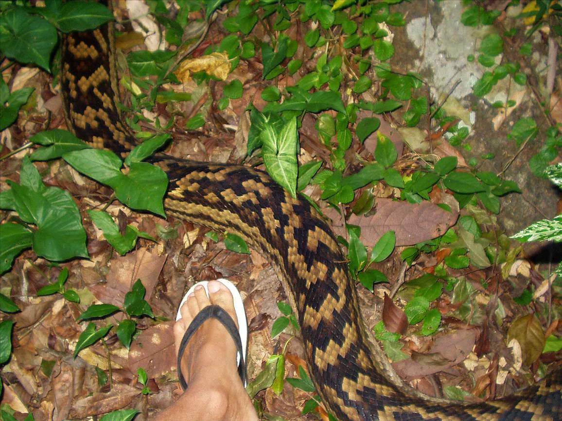 Bobs Snake