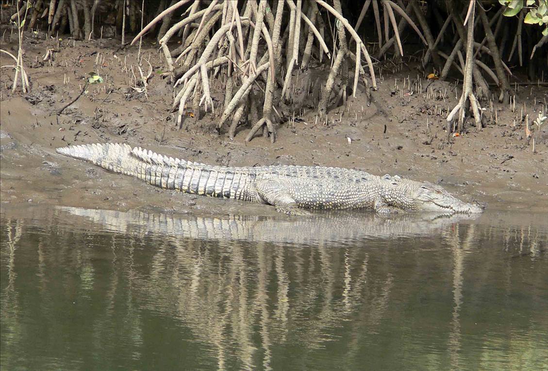 Yorkeys Croc