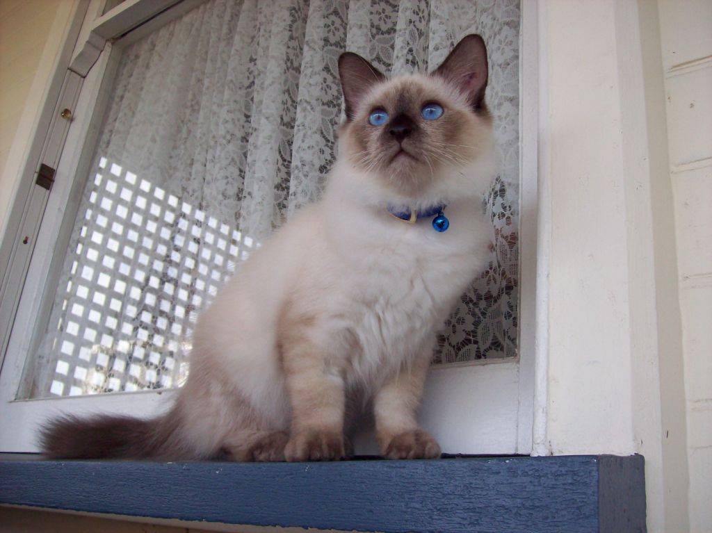 Himalayan Pussy