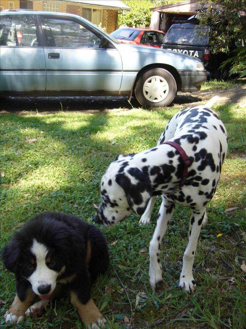 Old Saltys Puppies