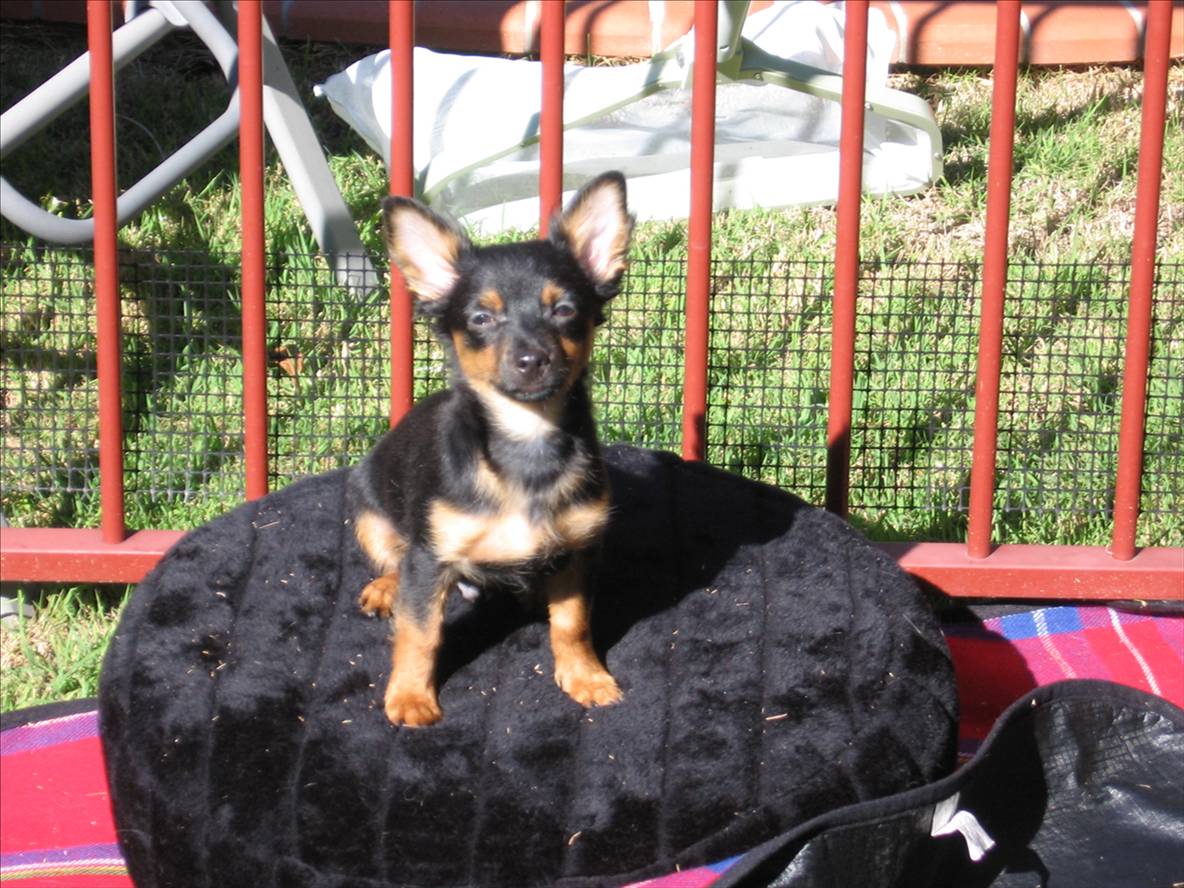 Our new Pup