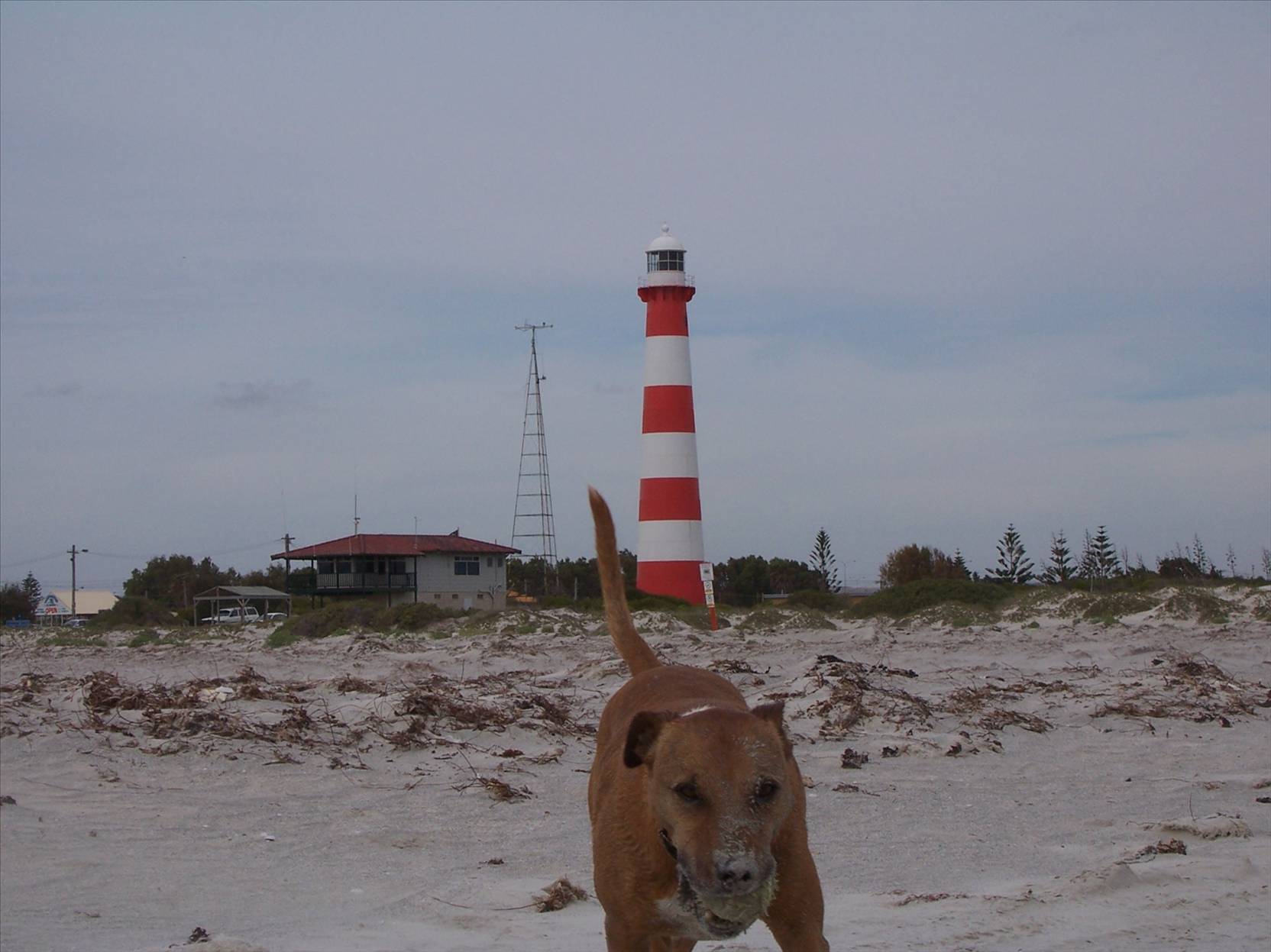 bundy dog