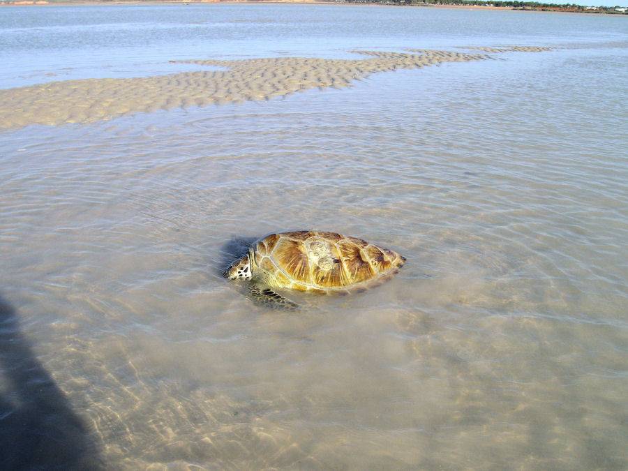 Turtle - Tide Out - Town Beach