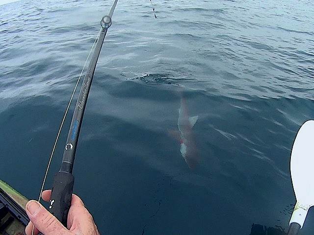 shark