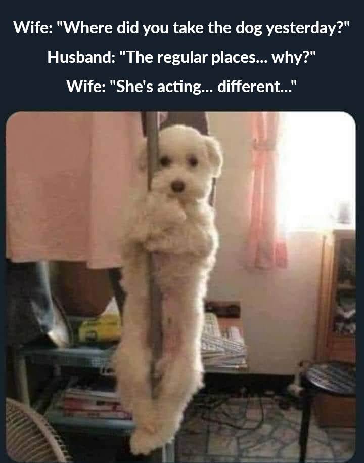 dog1