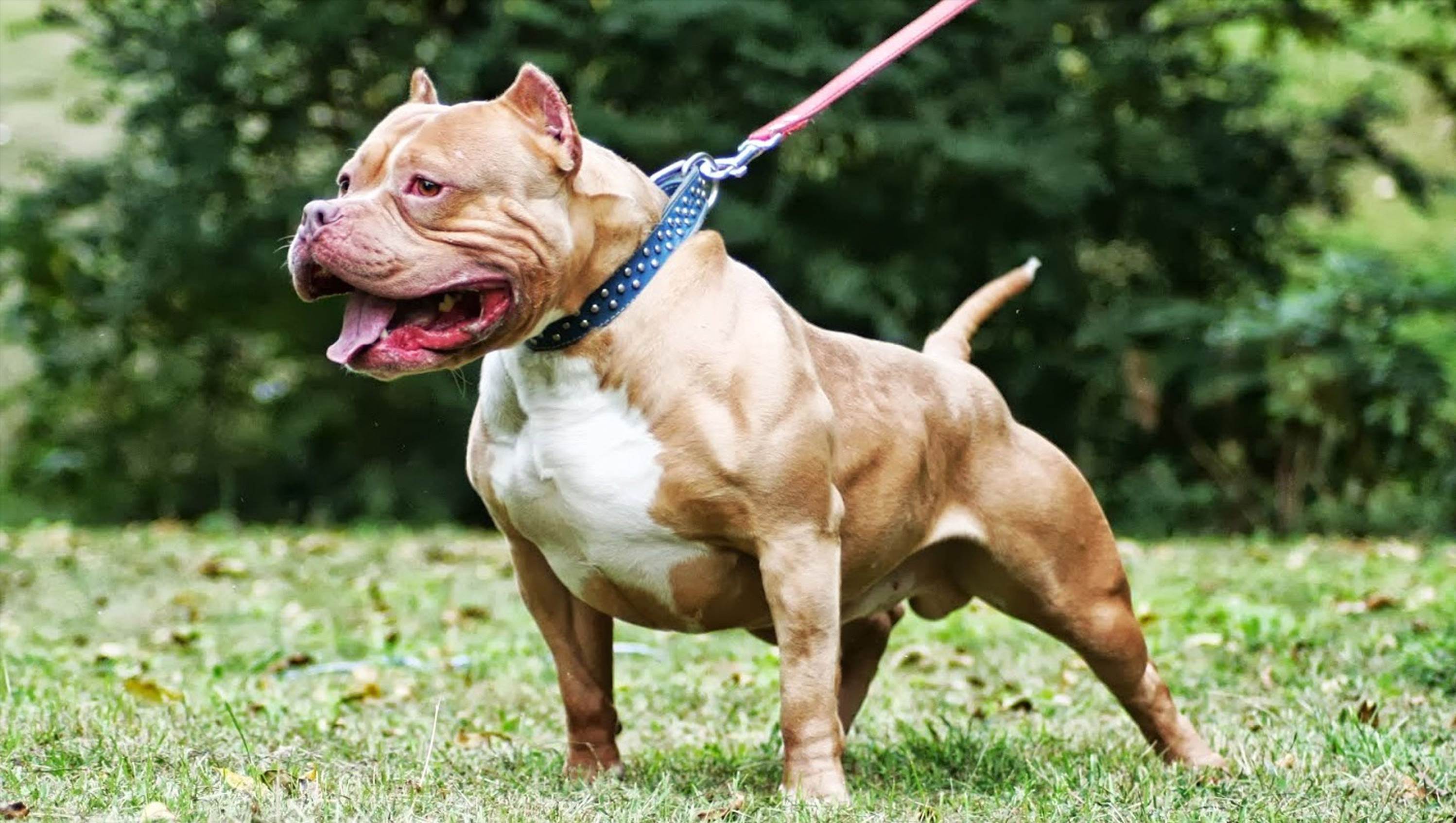muscle dog