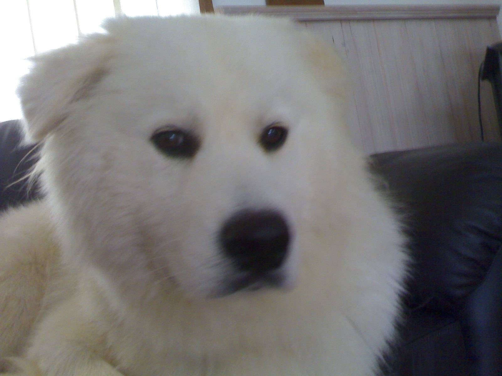 Alfie