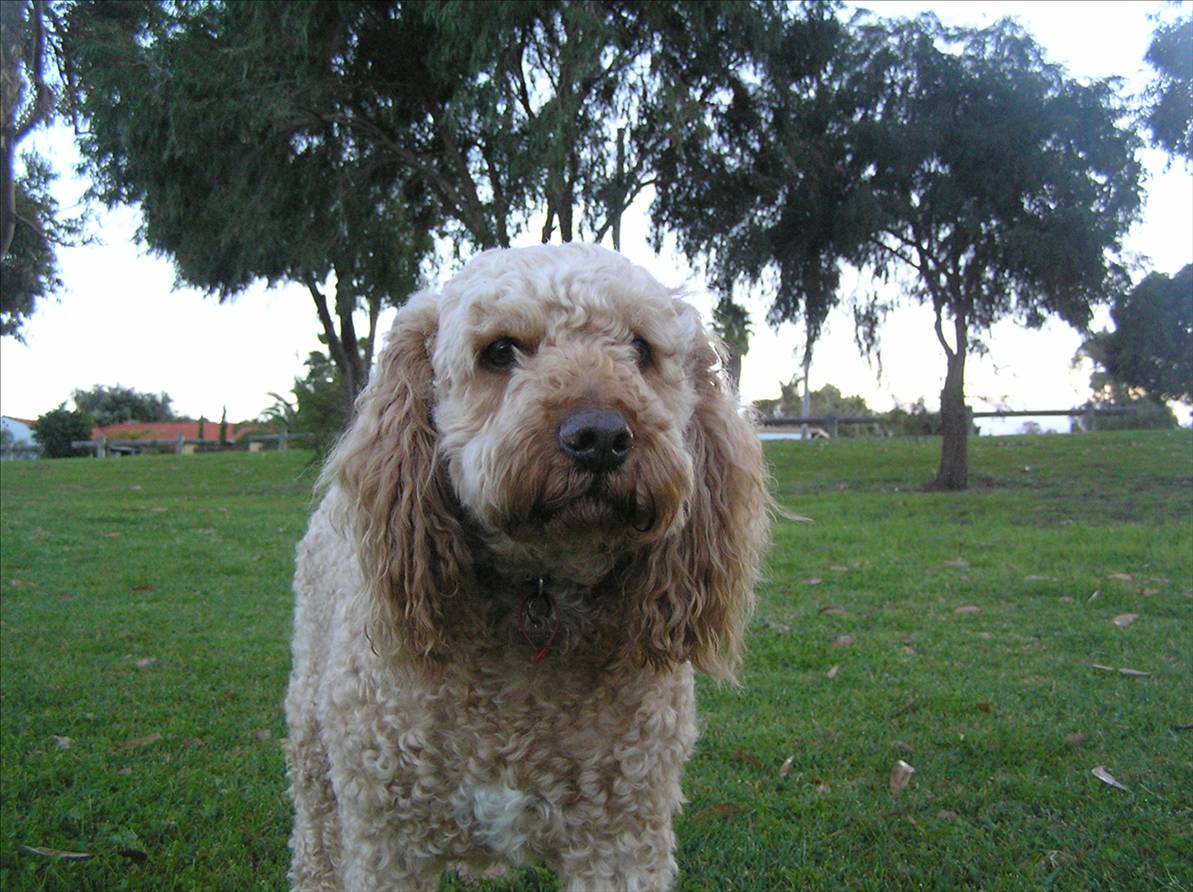 milo