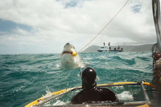 Great White Caught