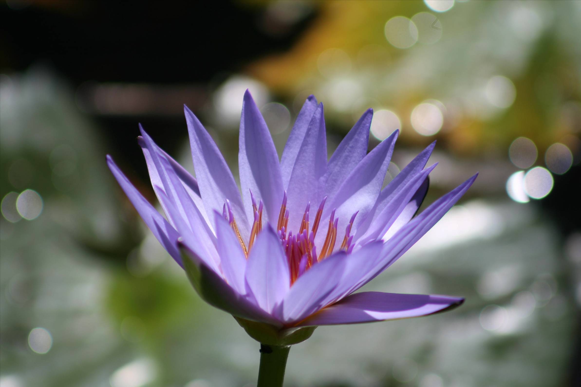 water lily