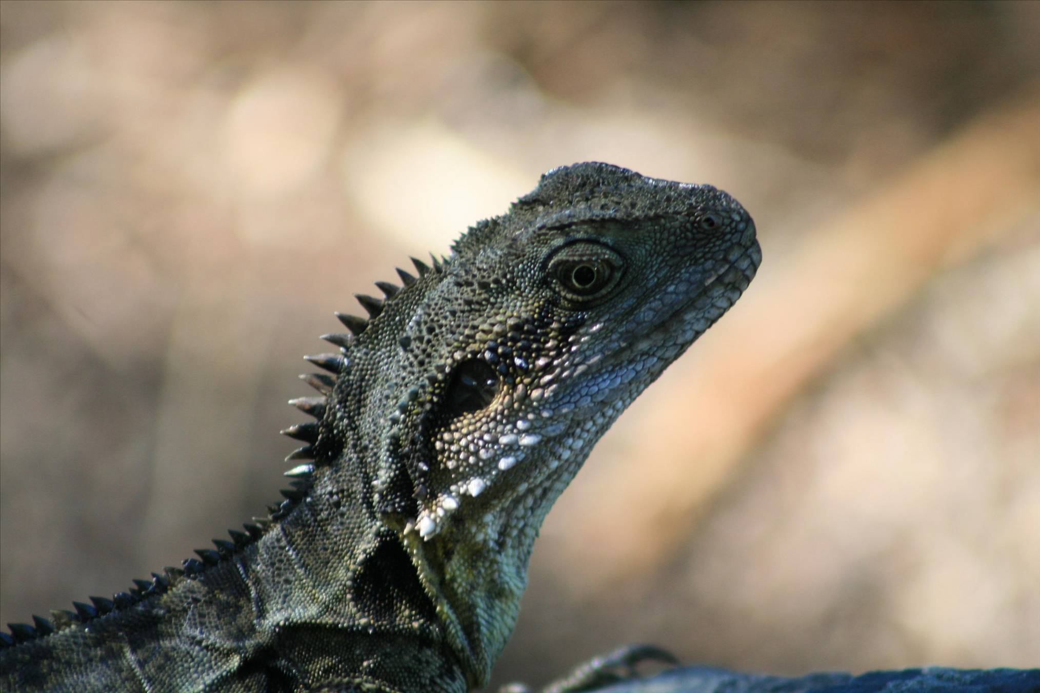 water  dragon