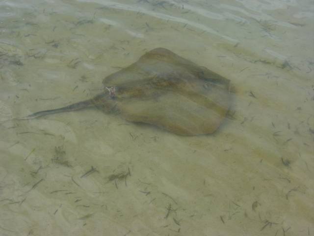 shark bitten ray