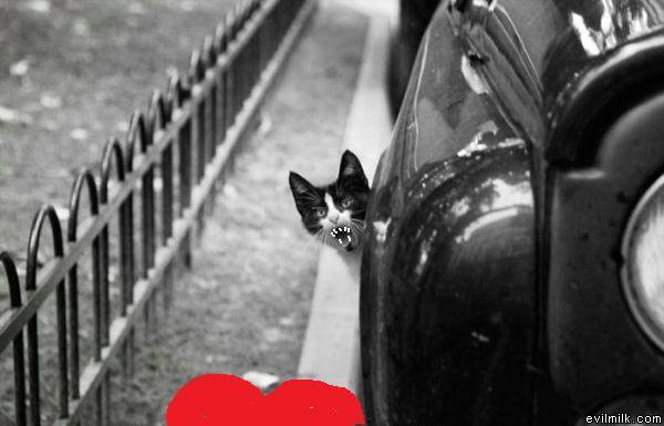 bad cat
