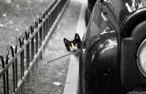pussy