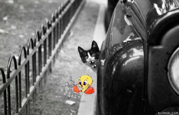 cat out of car1