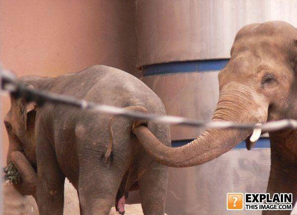 elephant butt