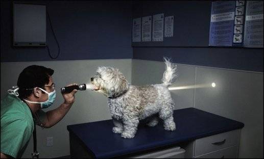 doglight