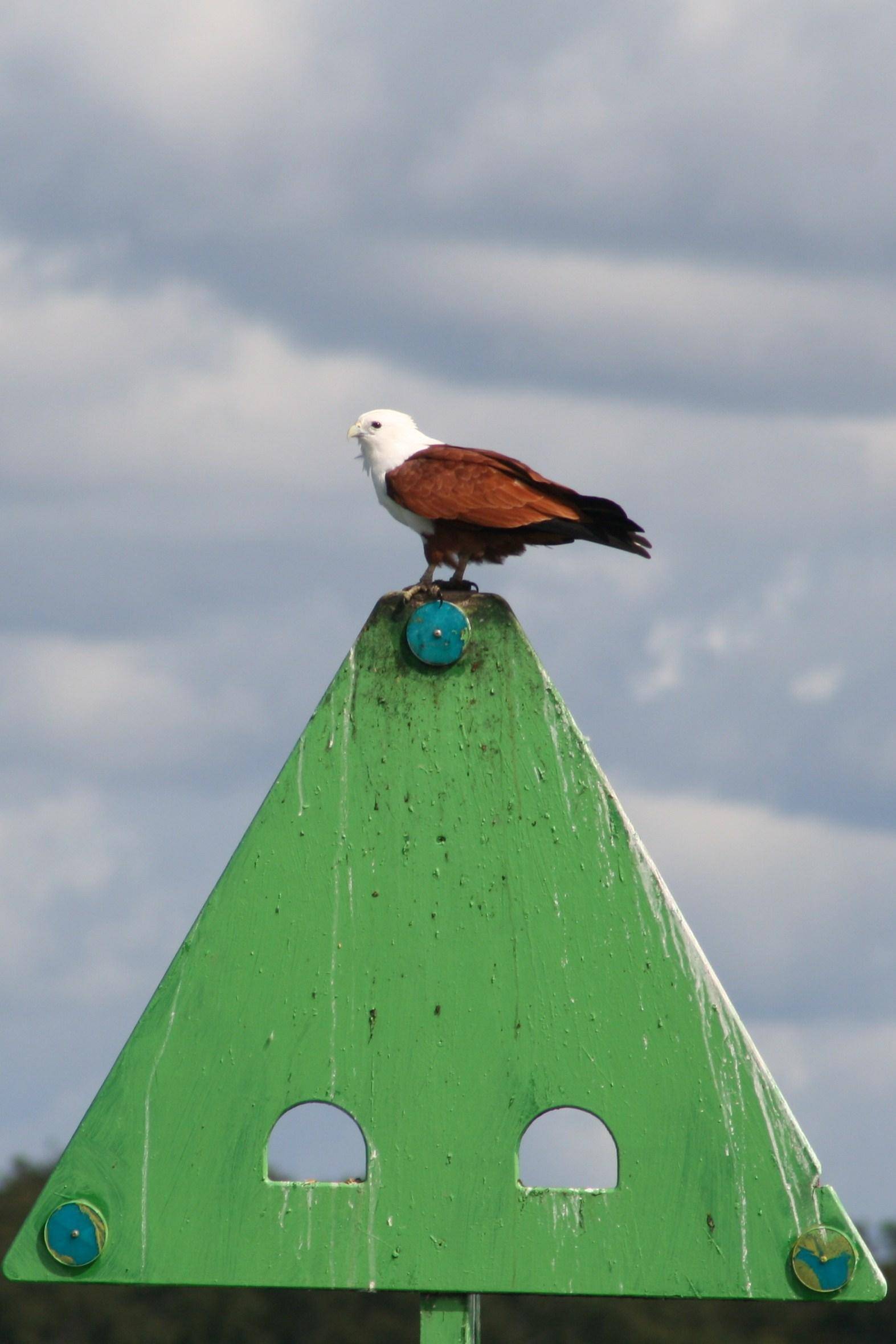 sea eagle