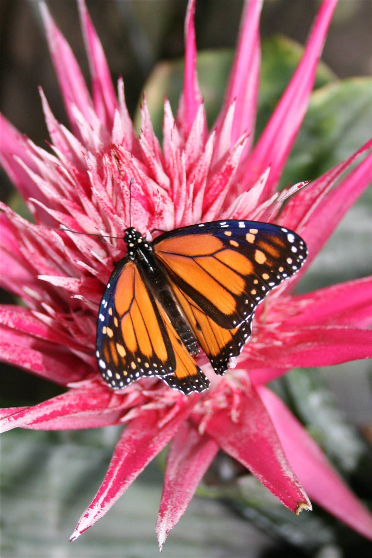 butterfly