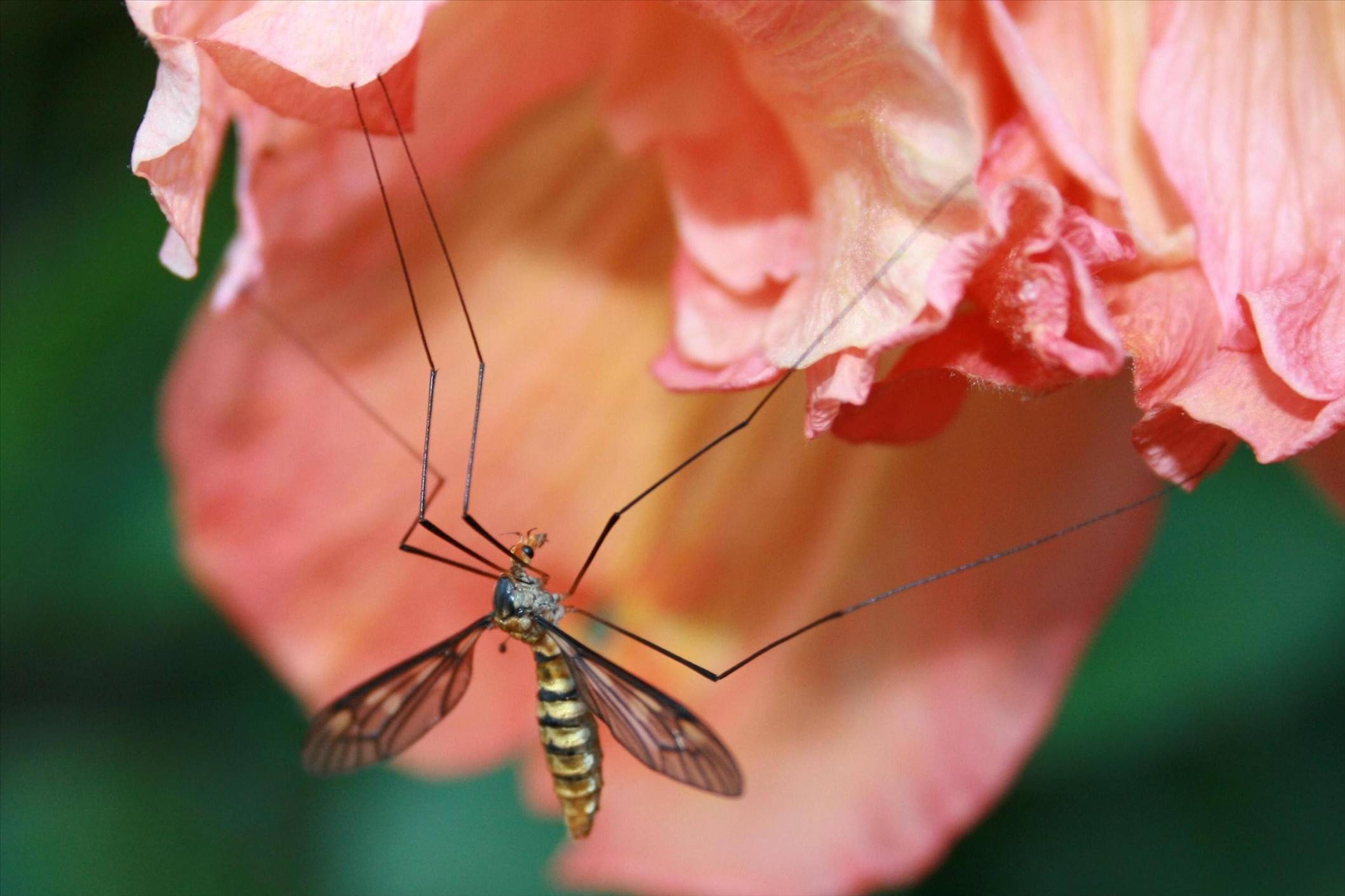 mosquito