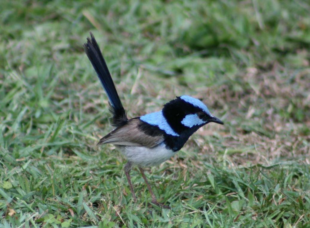 Blue Robin
