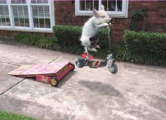 The Swine Flew