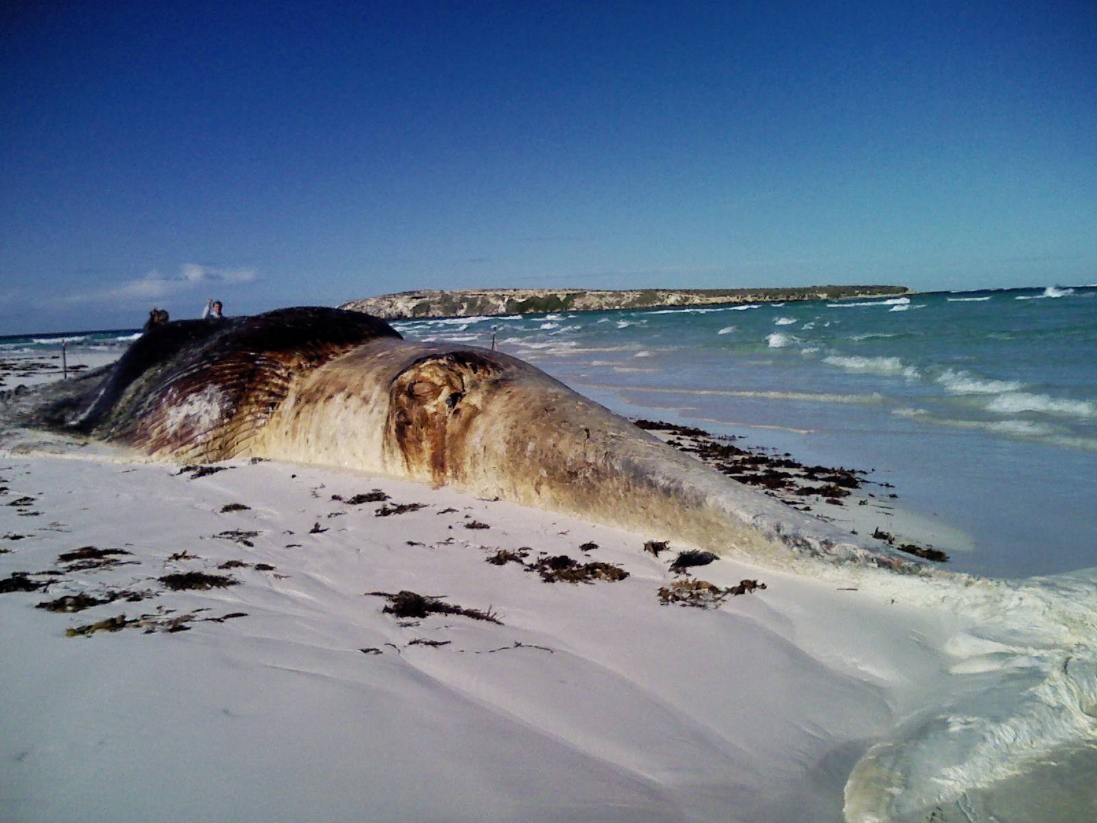Whale Pic 1