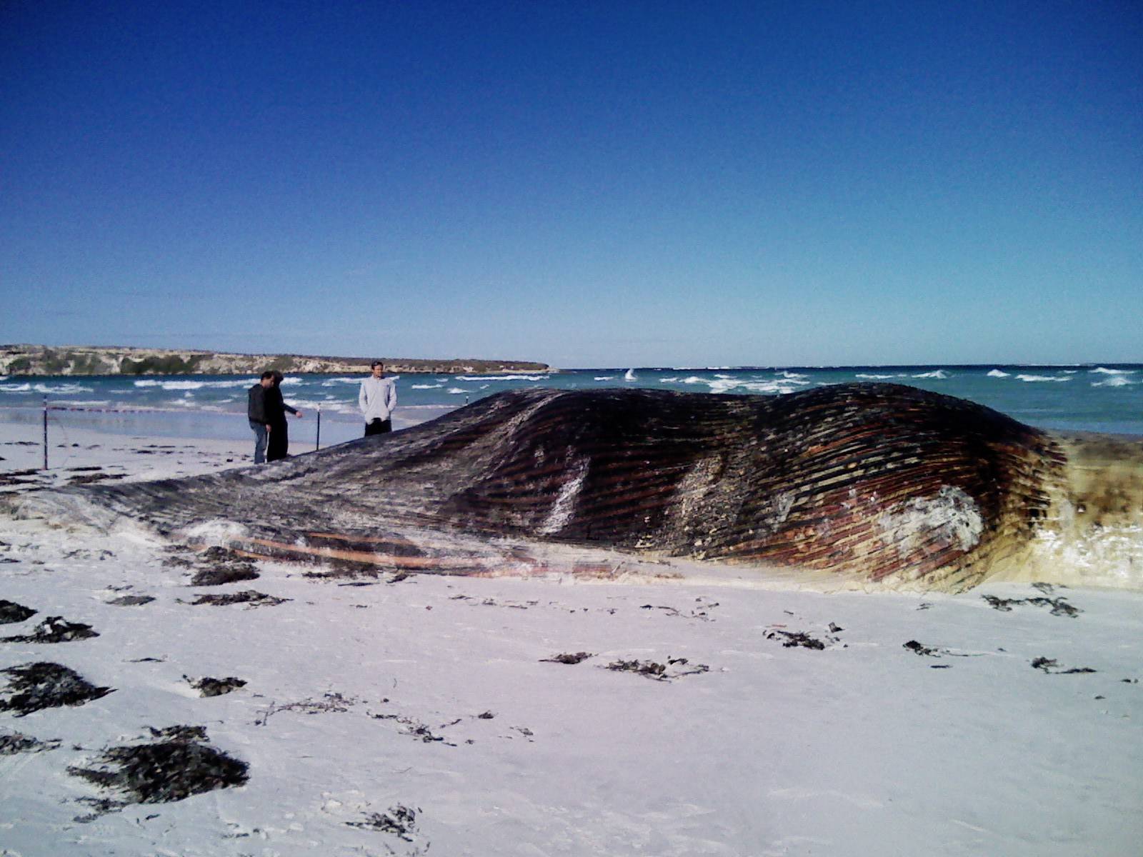 Whale Pic 2