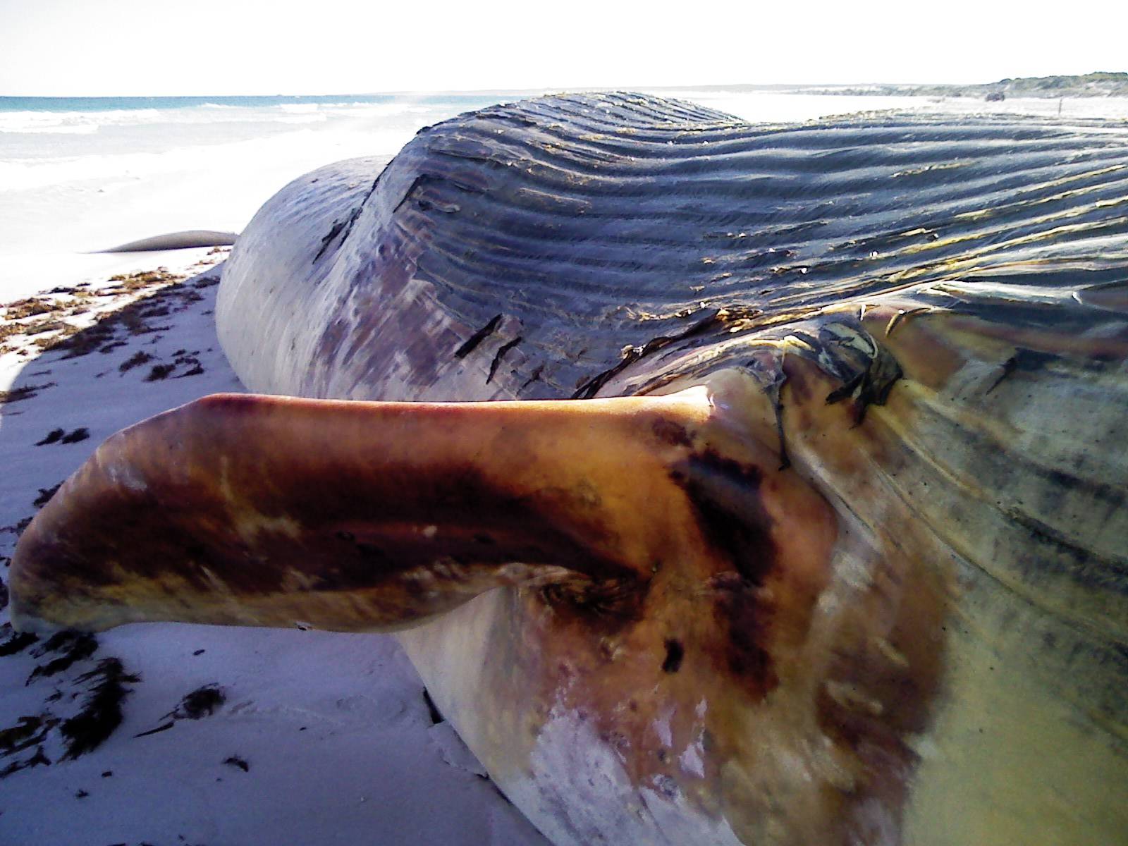 Whale Pic 3