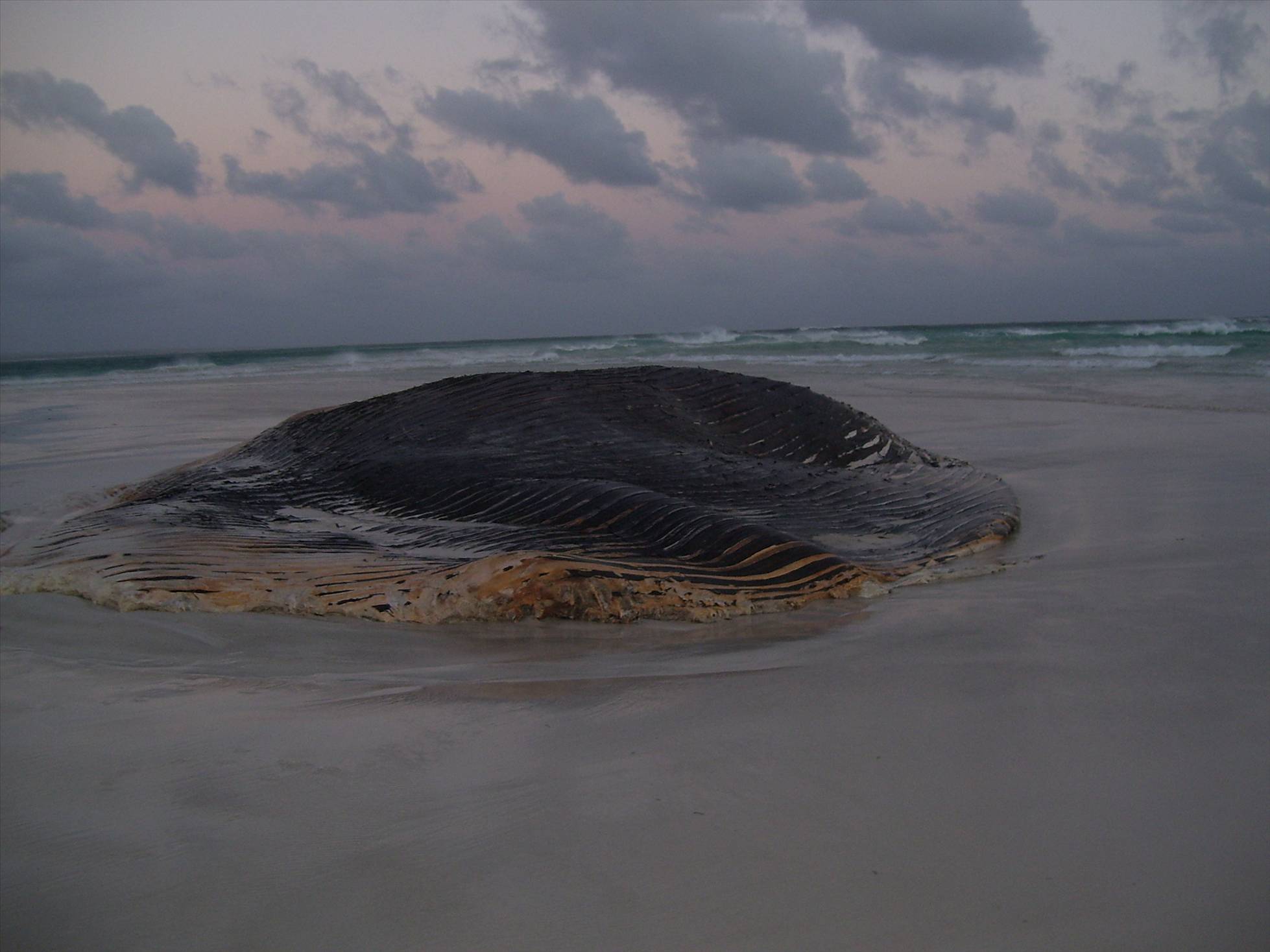 Whale