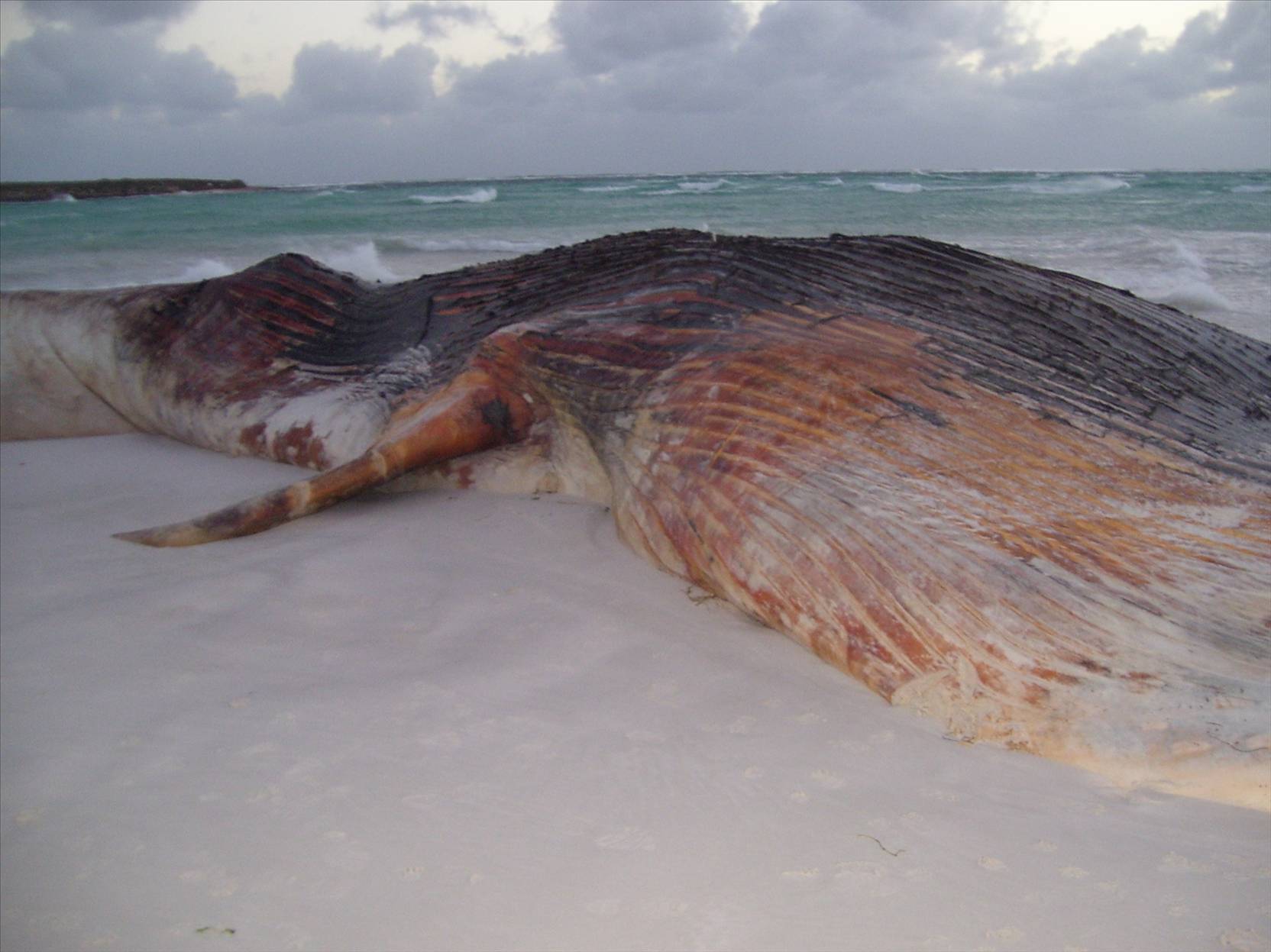 Whale
