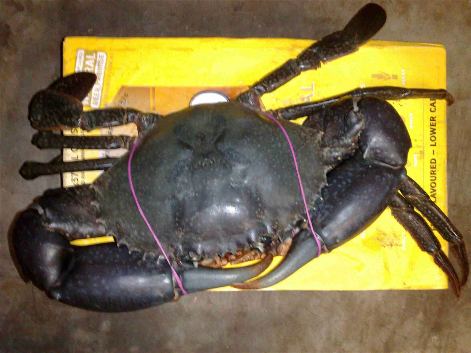 crab
