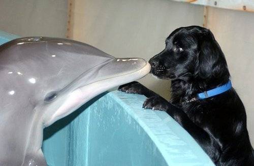 Guide Dog Training