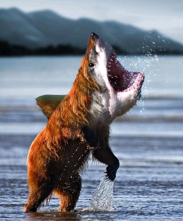 Bearshark