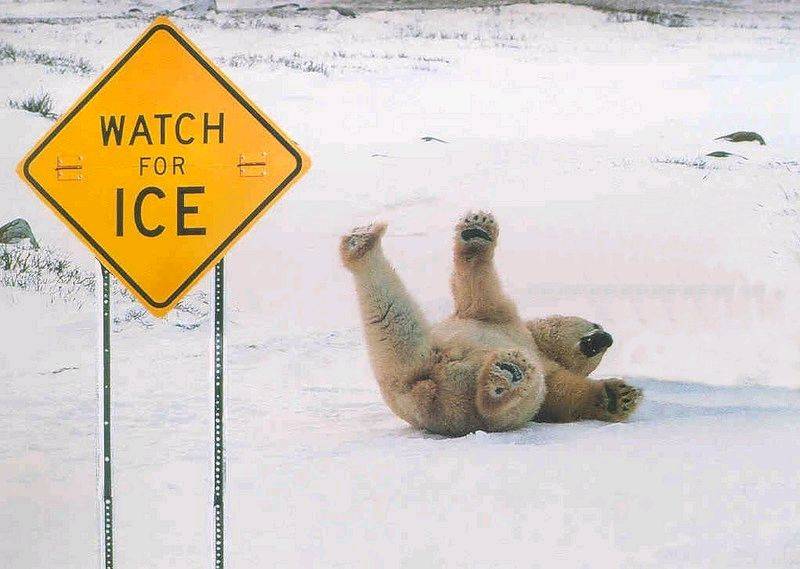 PolarBearIce