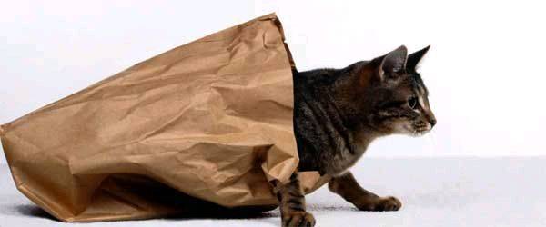 cat-bag
