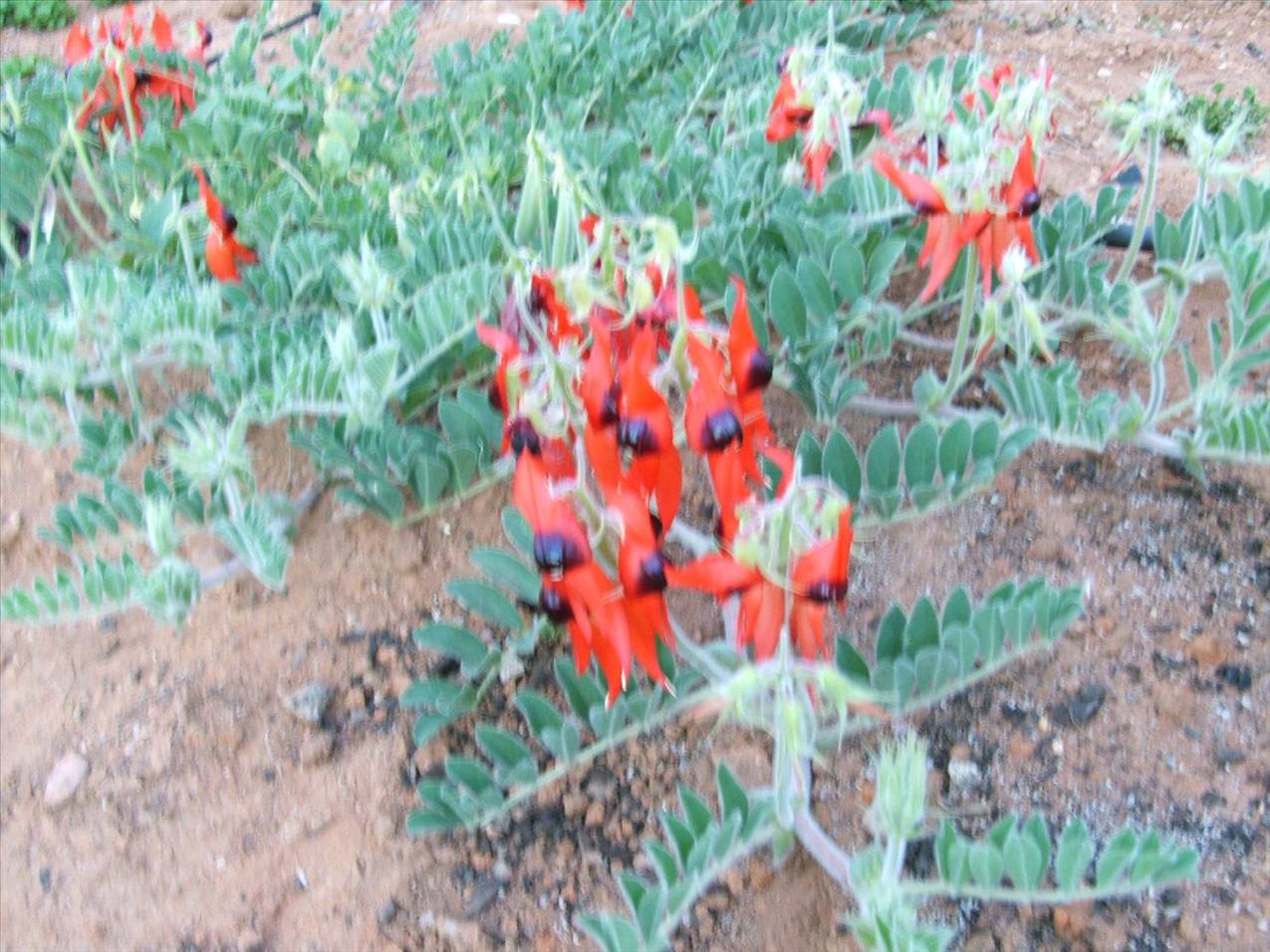 STURT PEA 09