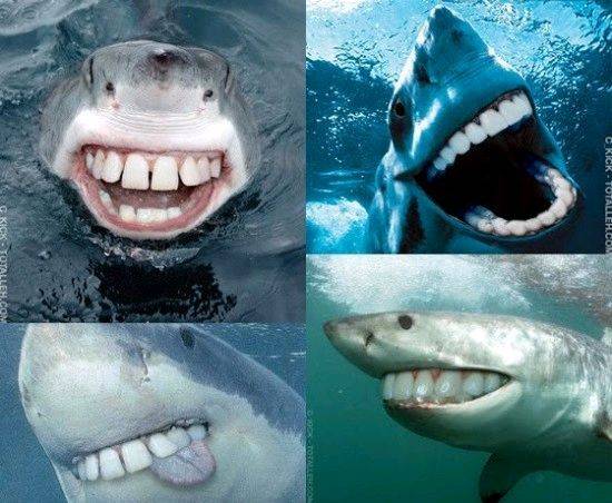 sharkteeth-550x452