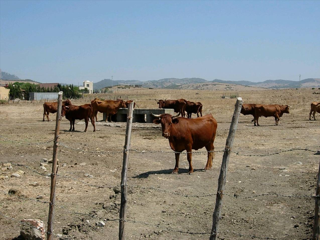 COW PADDOCK