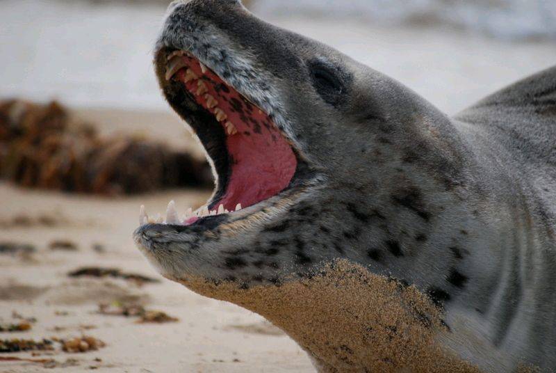 sea leopard