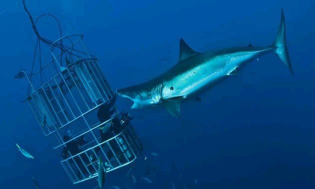giant female shark off Guadalope Island