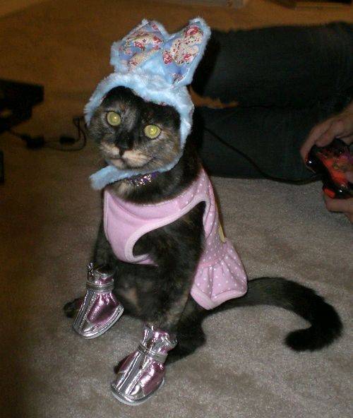cat 121