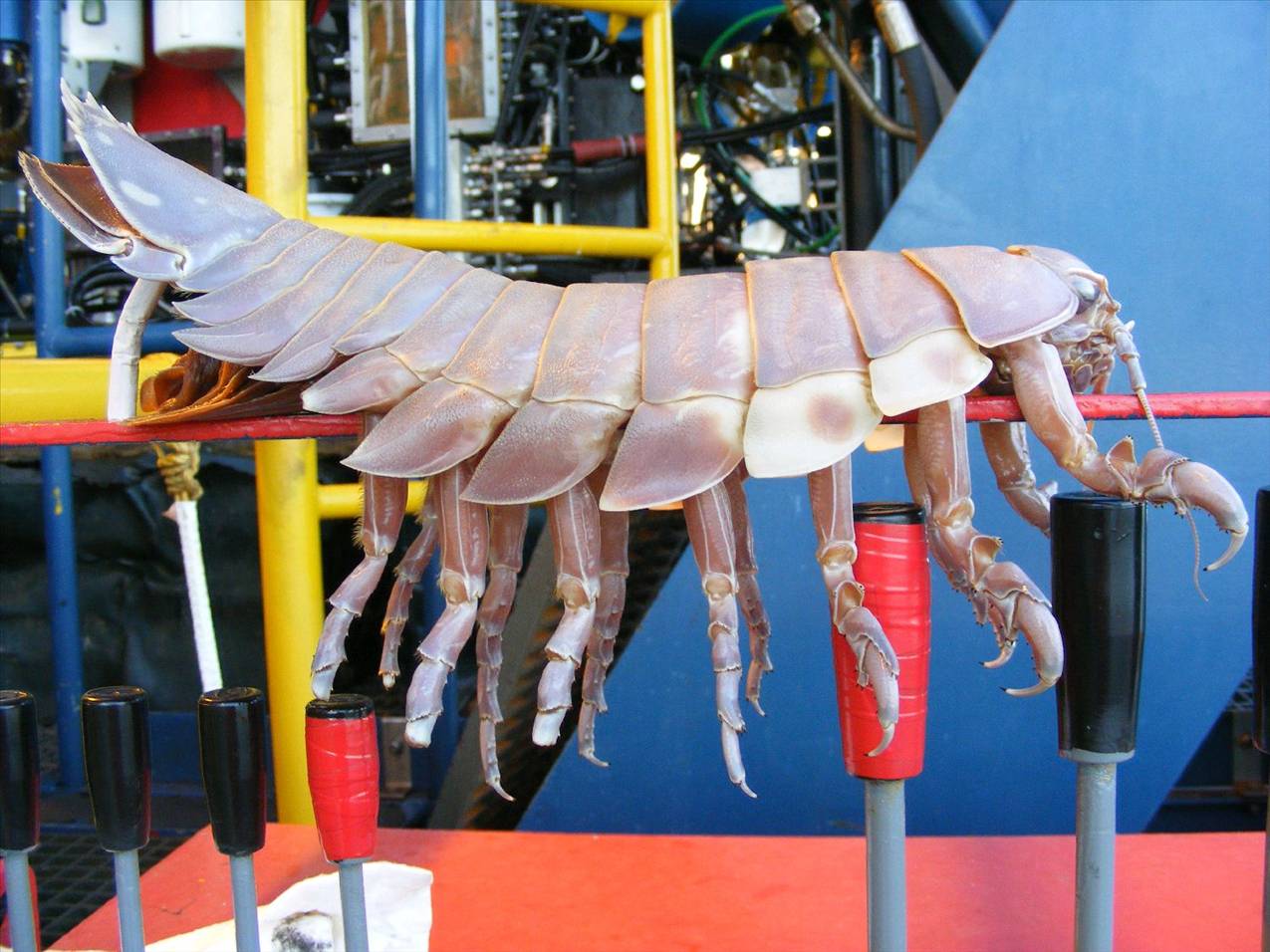 ROV Hitchhiker 1