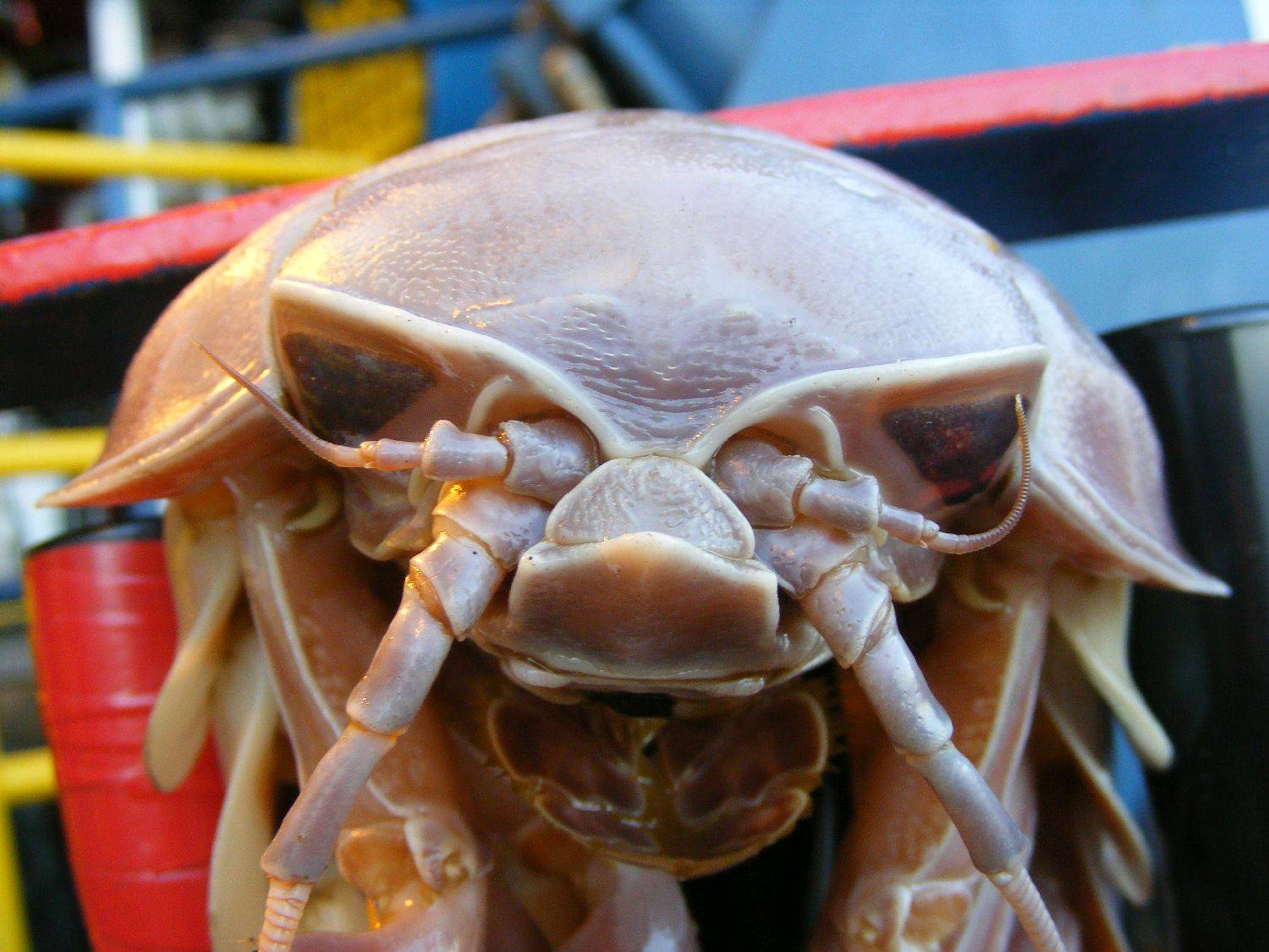 ROV Hitchhiker 2
