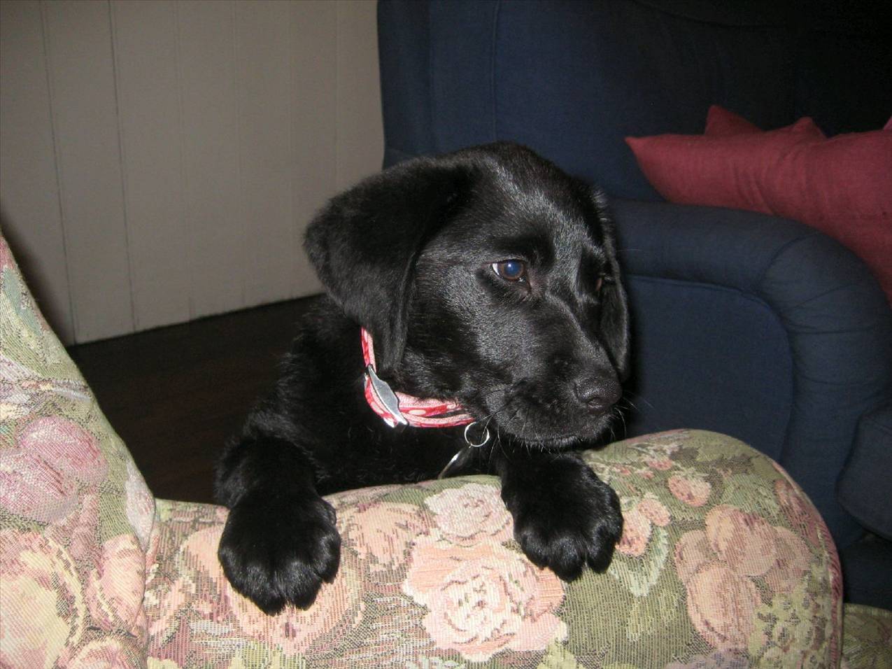 the dogs 038